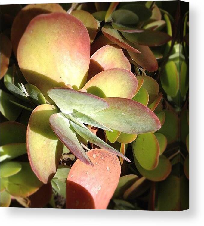  Canvas Print featuring the photograph Cactus 1 by Susan Smela