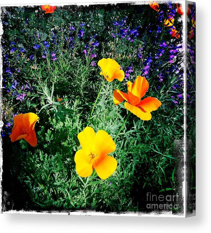 California Poppy Canvas Print featuring the photograph California Poppy by Nina Prommer