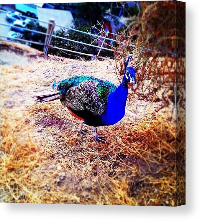 Instashoot Canvas Print featuring the photograph Came Across A Few #peacocks Along Our by Ray Jay
