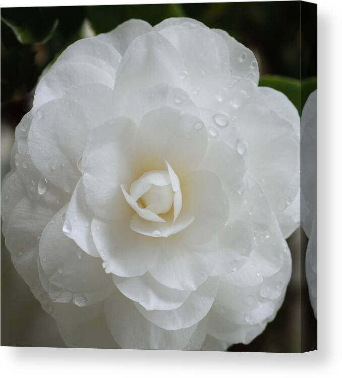 White Camellia Canvas Print featuring the photograph Camellia After Rain Storm by Shane Kelly