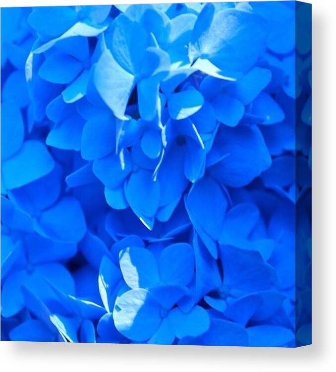 Hydrangea Canvas Print featuring the photograph Extreme Blue by Justin Connor