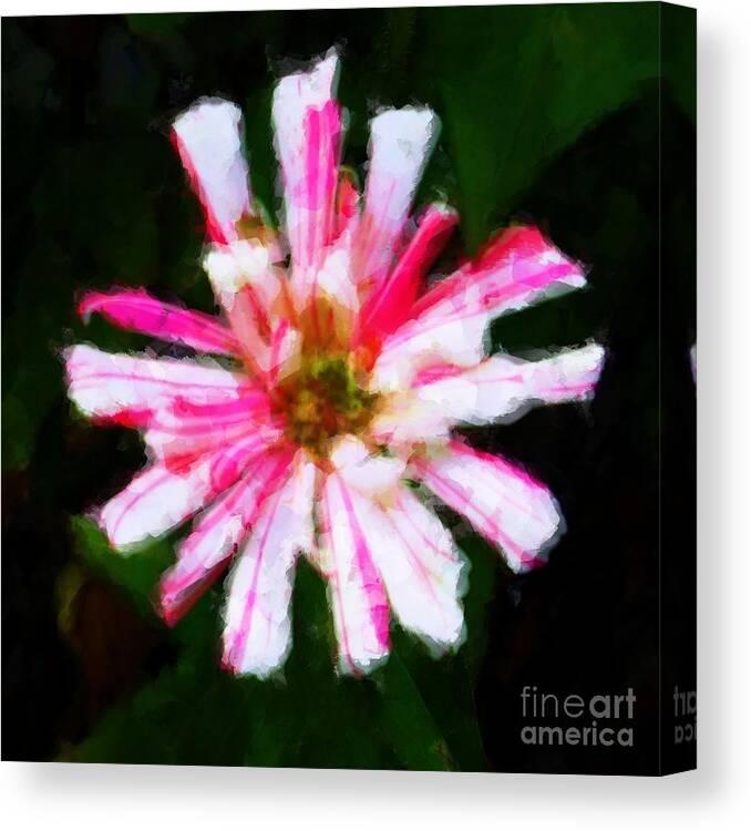 Canvas Print featuring the digital art Candy Kane Zinnia by Denise Dempsey Kane