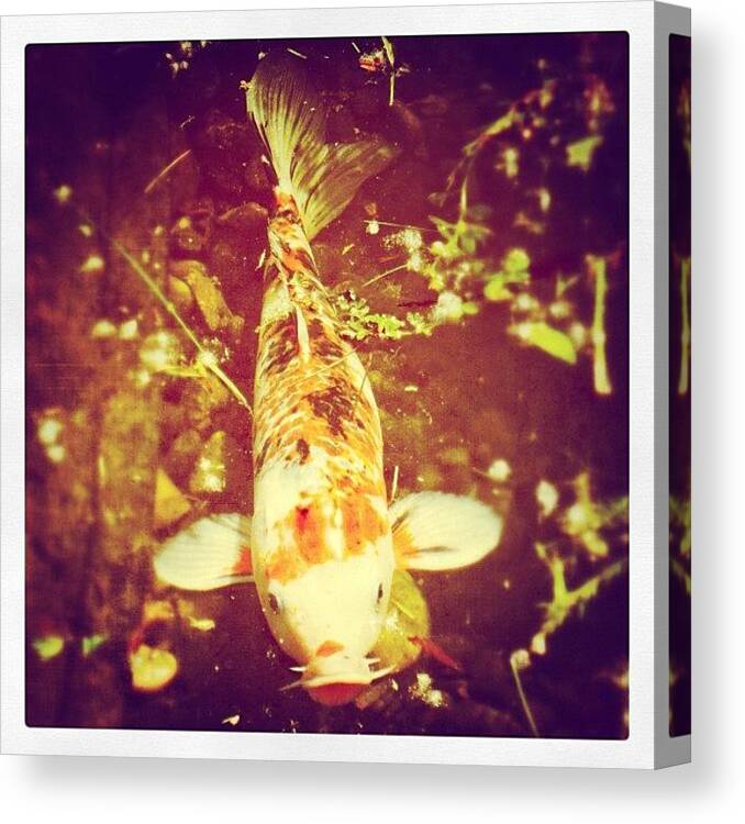 Water Canvas Print featuring the photograph #carp #fish #water #nature #picies by Robert Campbell