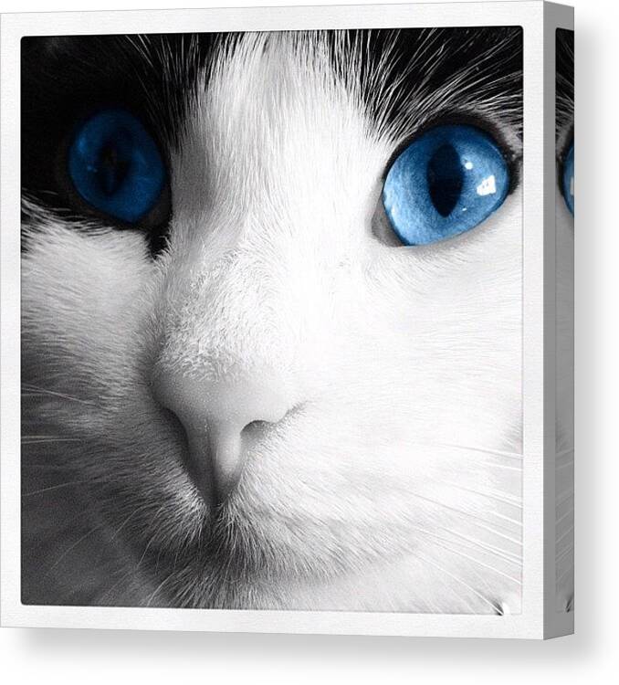 Cat Canvas Print featuring the photograph Cat blue eyes by Rachel Williams