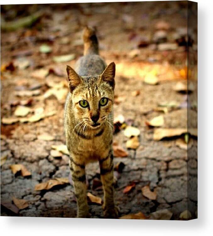 Cute Canvas Print featuring the photograph #cat #catlovers #instacat #kitty by Fajar Triwahyudi