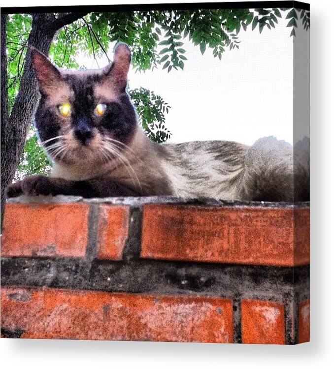 Petstagram Canvas Print featuring the photograph Cat In Rome by L. Chris Curry