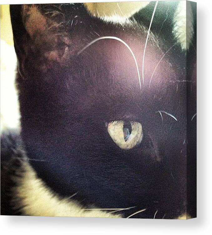 Blackandwhite Canvas Print featuring the photograph #cat #instacat #tuxedocat #tuxedo #pet by Eva Martinez