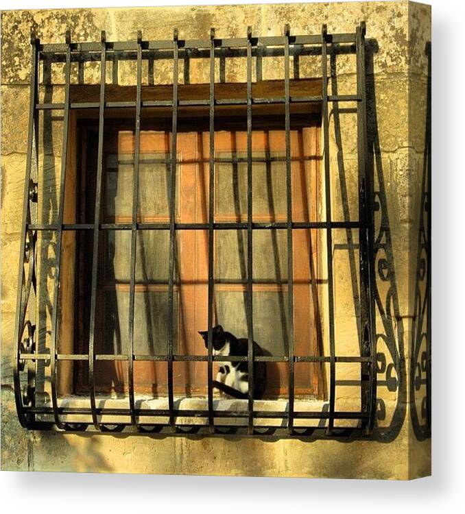 Cute Canvas Print featuring the photograph Cat On A Ledge, Malta by Dan Harris