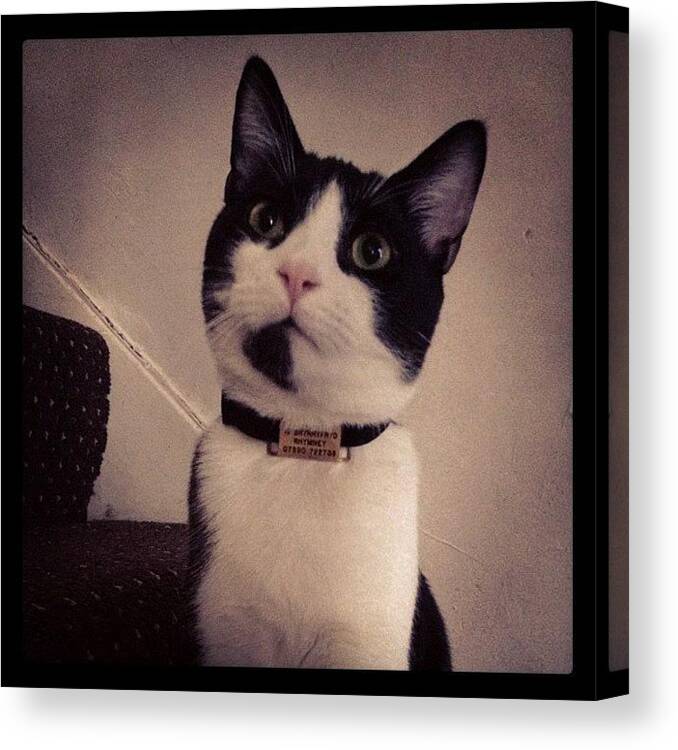 Cute Canvas Print featuring the photograph Cat portrait by Rachel Williams