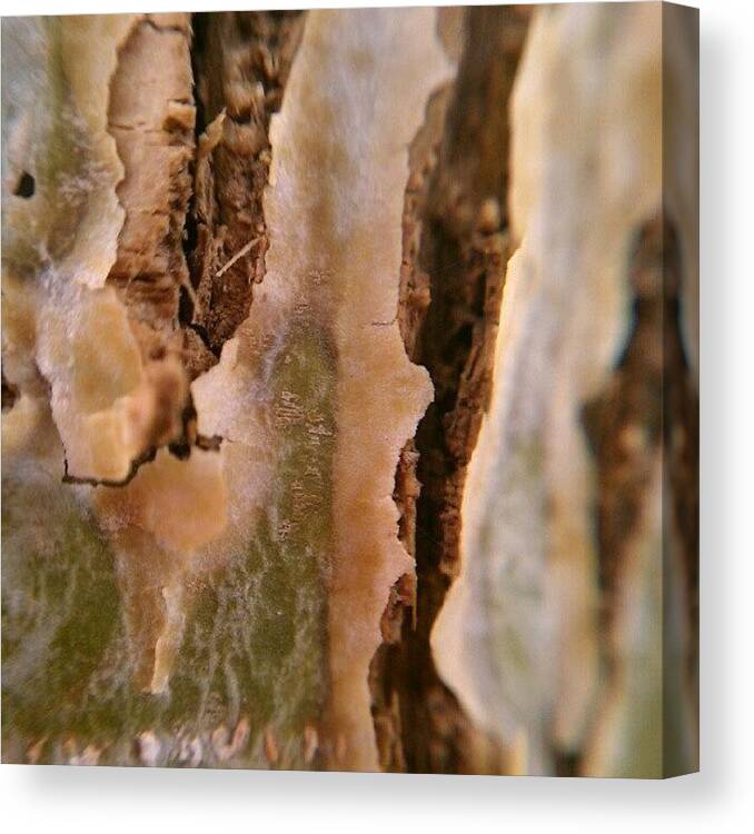 Macrogardener Canvas Print featuring the photograph Cat Scratches In My Aspen Tree. #macro by Jen Flint