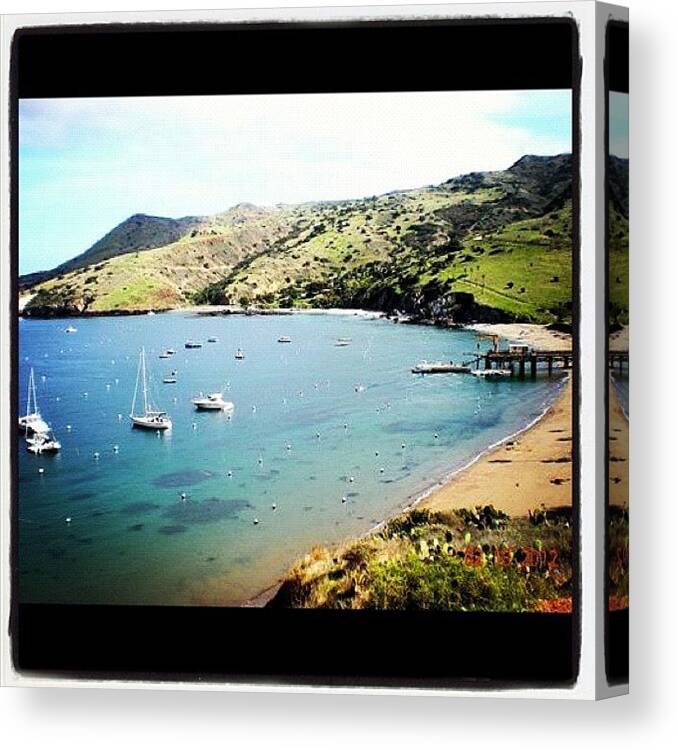  Canvas Print featuring the photograph Catalina. My New Home by Ash Eliot