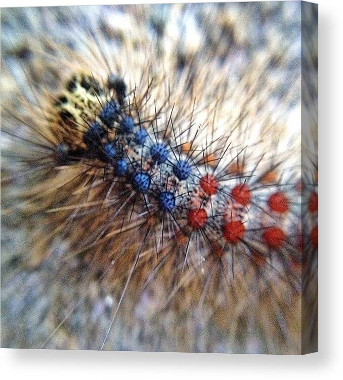 Mobilephotography Canvas Print featuring the photograph Caterpillar by Natasha Marco
