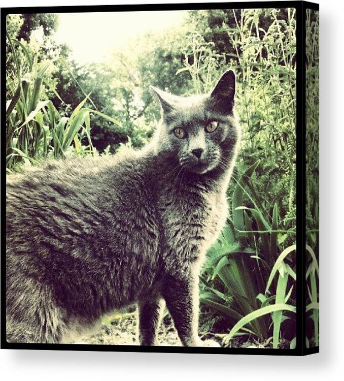 Animalphotography Canvas Print featuring the photograph #cats #animals #cute #kitties by Emily Nielsen