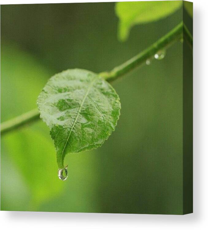 Downpour Canvas Print featuring the photograph Caught In The #downpour (img-1) by Alicia Marie