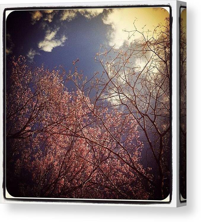 Cherry Blossom Canvas Print featuring the photograph Cherry blossom and the sky by Dani Pimenta