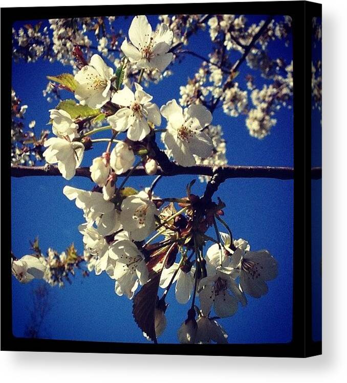 Flower Canvas Print featuring the photograph #cherry #blossom #tree #trees #flower by Miss Wilkinson