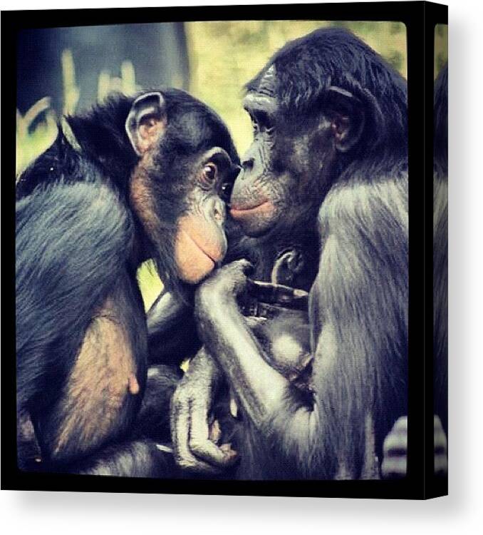 Wildlife Canvas Print featuring the photograph #chimps #monkeys #wildlife #nature by Nicola Young