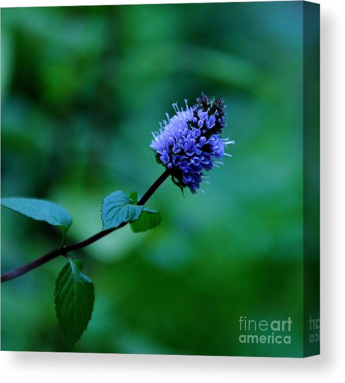 Plants Canvas Print featuring the photograph Chocolate Mint Bloom by Tatyana Searcy