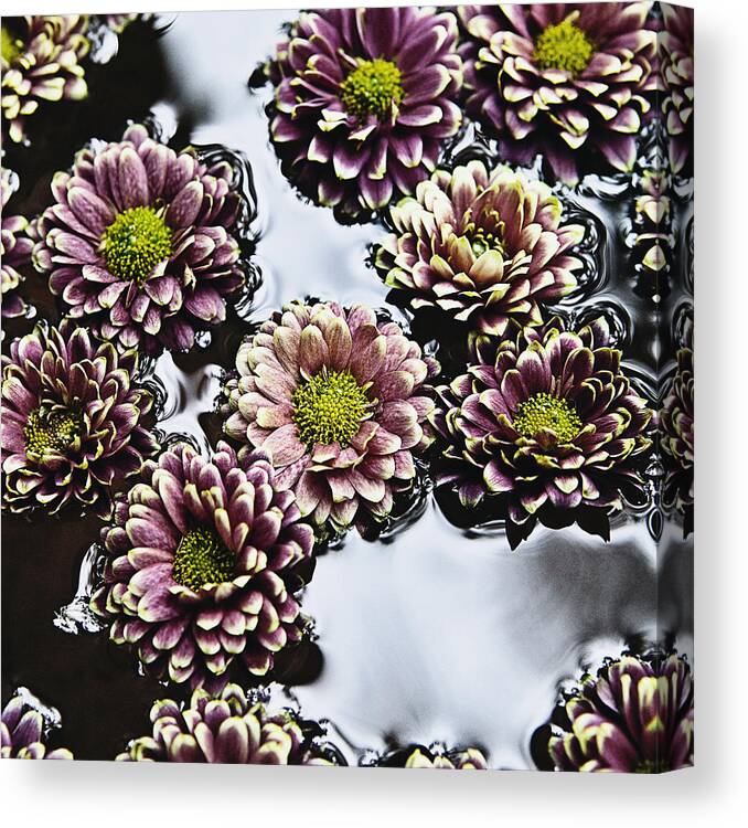Flowers Canvas Print featuring the photograph Chrysanthemum 3 by Skip Nall