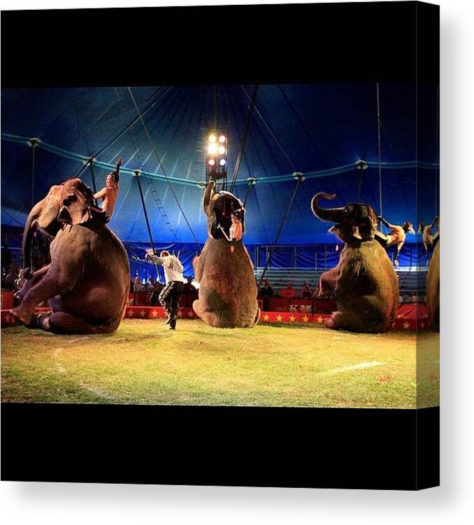 Beautiful Canvas Print featuring the photograph #circus #elephants #amazing #beautiful by Aran Ackley