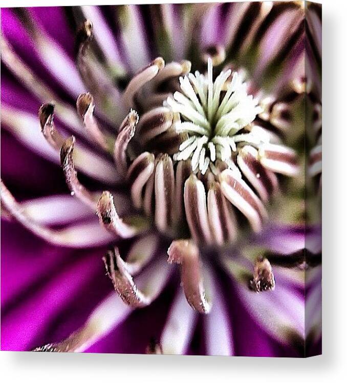 Macro_power_hour Canvas Print featuring the photograph Clematis For The #macro_power_hour by Rebekah Moody