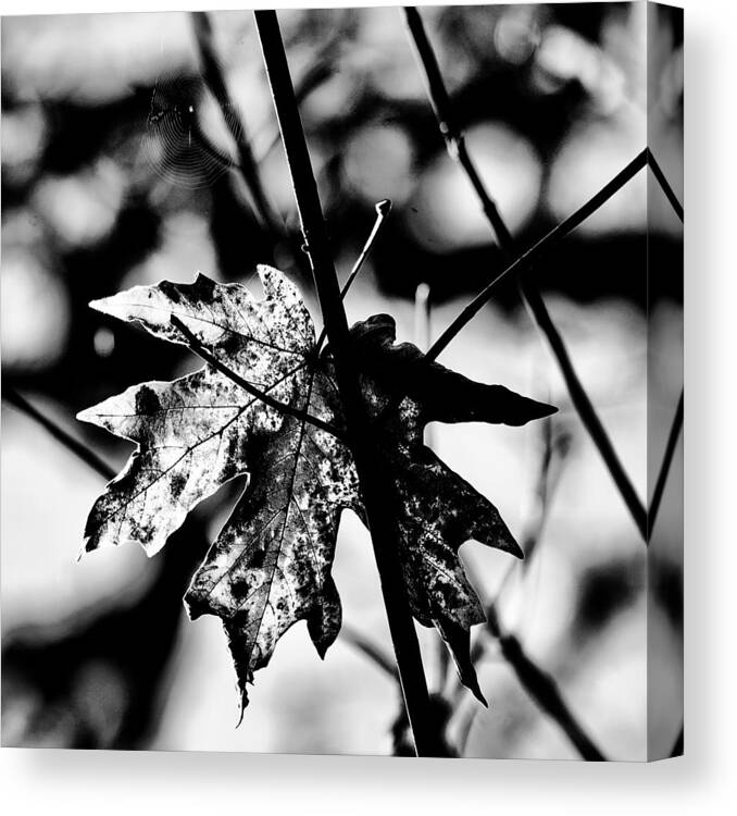 Black And White Leaf Canvas Print featuring the photograph Clinging by Bonnie Bruno