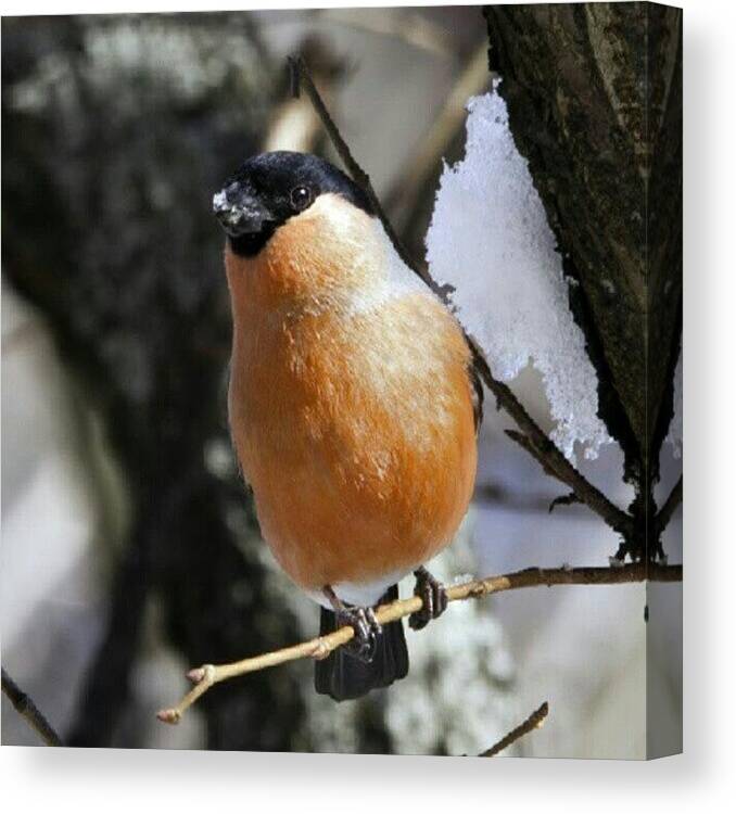 Suchkov Canvas Print featuring the photograph #closeup #nature #bird #winter #bulfinch by Andrey Suchkov