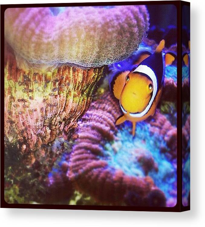 Tank Canvas Print featuring the photograph Clownfish Spawn by Maria Bernal-Silva