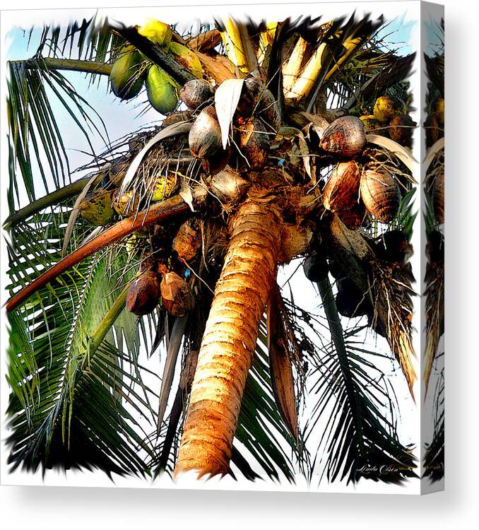 Tropical Canvas Print featuring the photograph Cocoanuts Squared by Linda Olsen