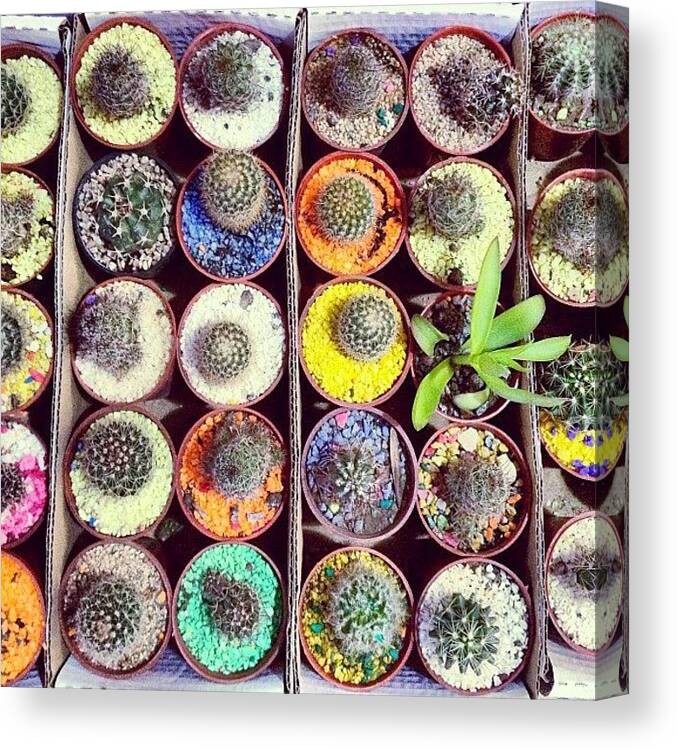Plants Canvas Print featuring the photograph Colorful Cactus by Diego Jolodenco