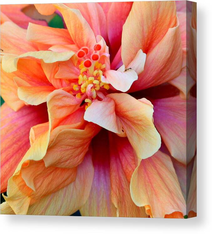 Colors Canvas Print featuring the photograph Coloring Book Hibiscus by Karon Melillo DeVega