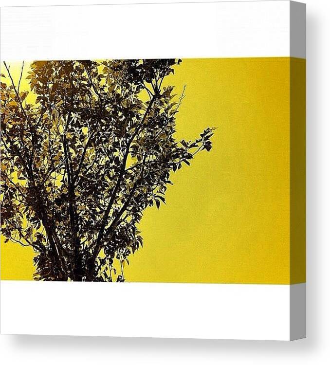 Beautiful Canvas Print featuring the photograph Coloring Nature... Yellow by Julianna Rivera-Perruccio