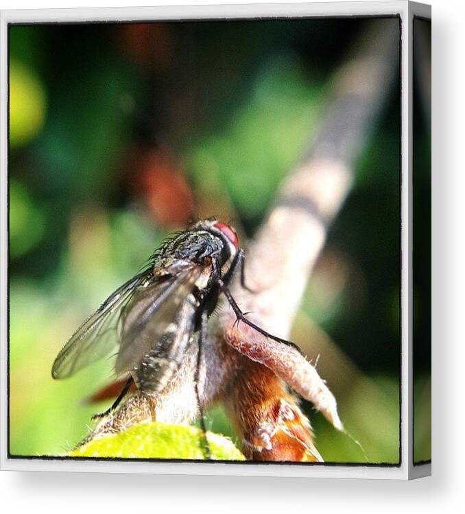 Theiphoneographersnetwork Canvas Print featuring the photograph Come Fly With Me! #procamera #snapseed by Steven Bron
