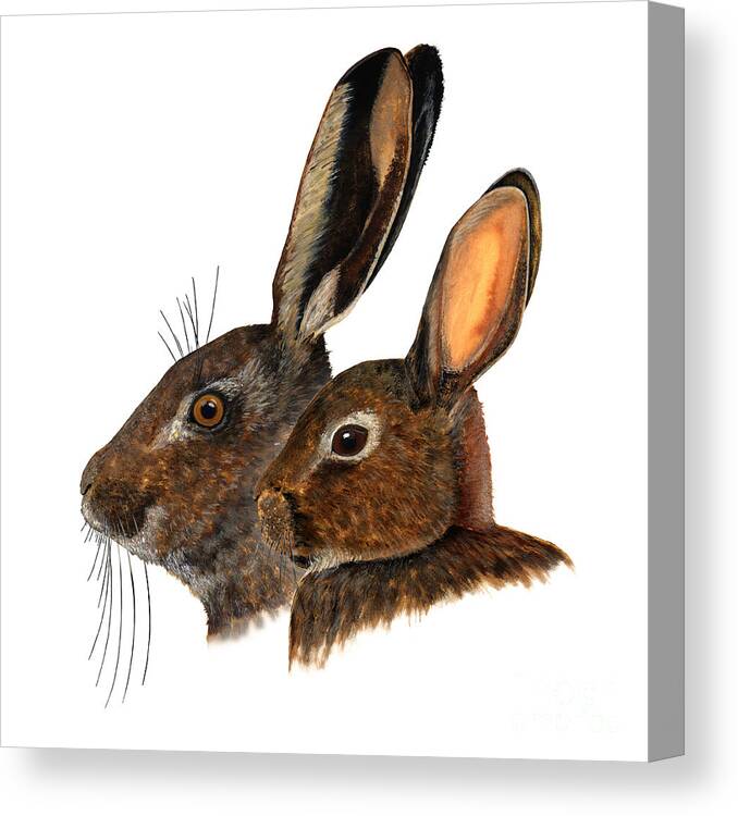 Nature Study Canvas Print featuring the painting Comparison hare rabbit ears - Oryctolagus cuniculus - Genus lepus - Vergleich Hase Kaninchen Ohren by Urft Valley Art \ Matt J G Maassen-Pohlen