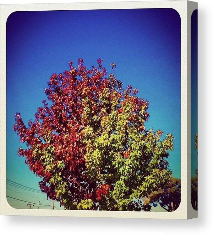 Iphoneographyrocks Canvas Print featuring the photograph Complementary #iphoneography by Kendall Saint