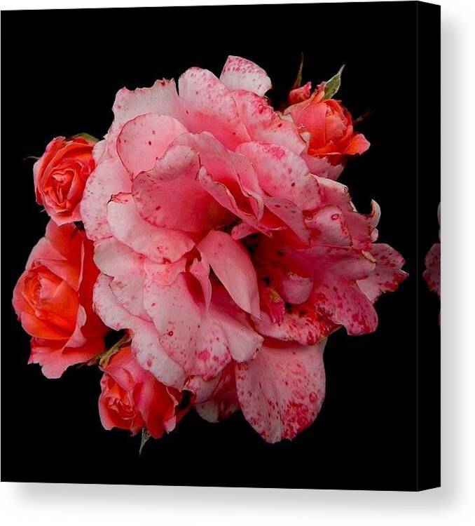 Instagram Canvas Print featuring the photograph compositionOfRoses by Szabolcs Baksay