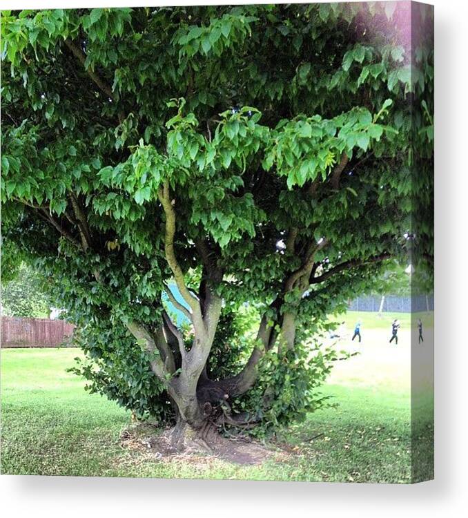 Magicfarawaytree Canvas Print featuring the photograph Cool Little Sitting Tree Like by De Romaine