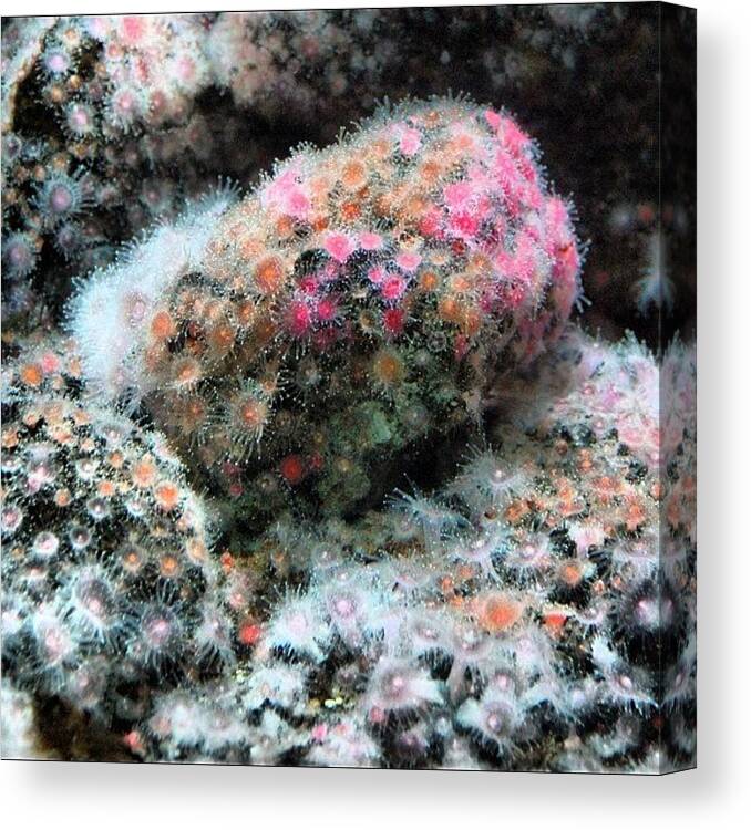 Pink Canvas Print featuring the photograph Coral At The Aquarium #nofilter #shedd by Xander N