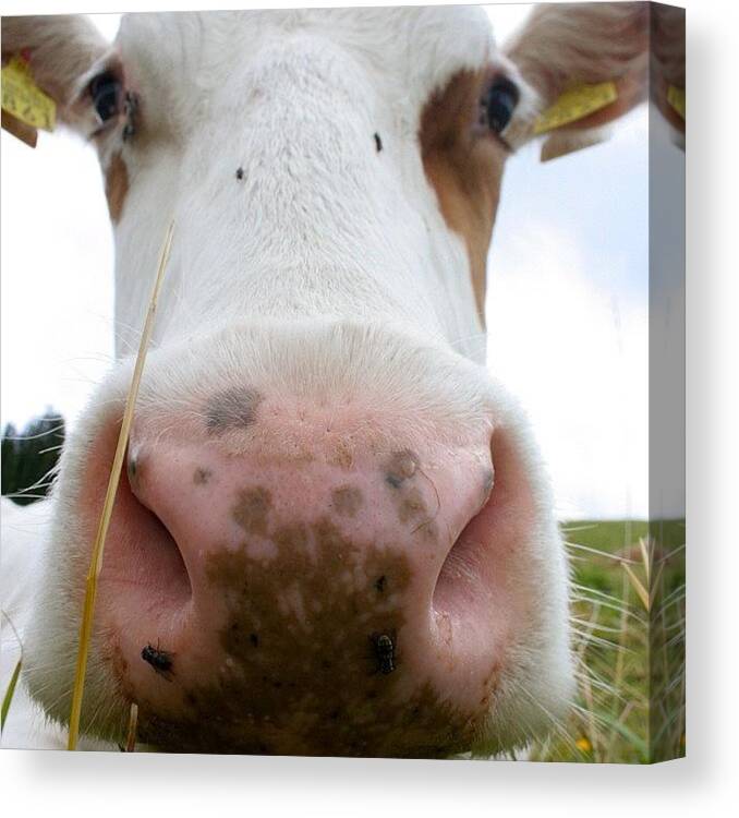 Cow Canvas Print featuring the photograph #cow by Alexis Turgeon
