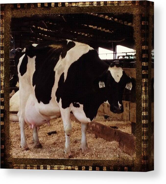 Instagram Canvas Print featuring the photograph #cow #farm #farmlife #barn #milk by Danielle Mcneil