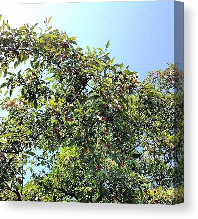 Blue Canvas Print featuring the photograph Crabapple Tree. #trees #sky #woodland by Shannon Ferguson