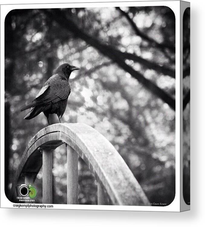 Crow Canvas Print featuring the photograph Crow. #craigkempfphotography #crow by Craig Kempf