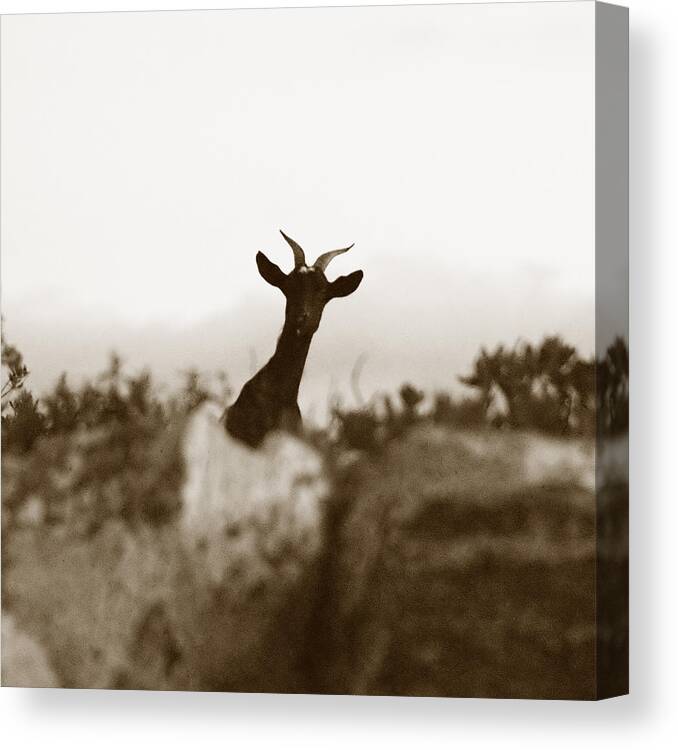 Goat Canvas Print featuring the photograph Curiosity by Laura Melis