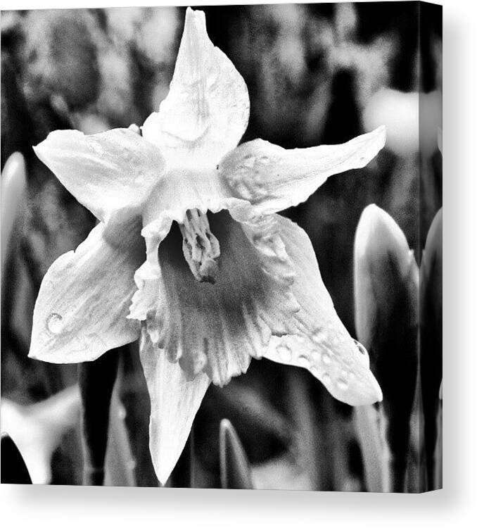 Daffodil Canvas Print featuring the photograph Daffodil After The Rain..... #daffodil by Lauren Dunn