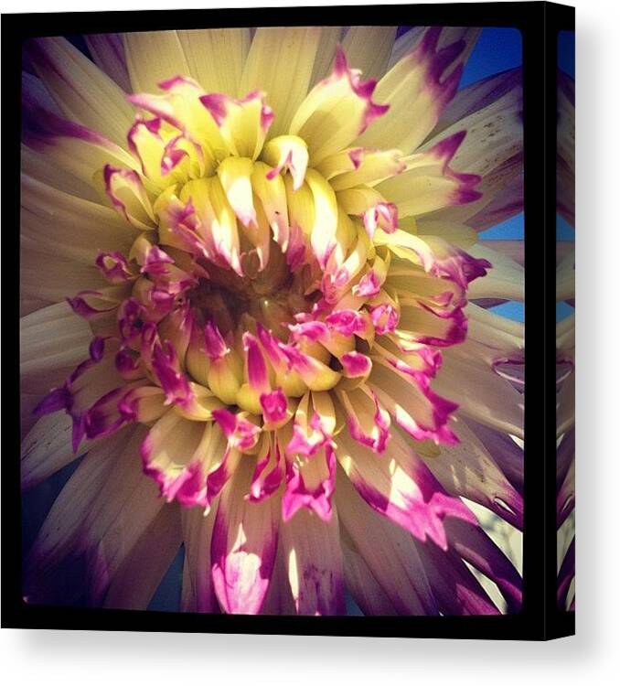  Canvas Print featuring the photograph Dahlia Bloom 2 by Gracie Noodlestein