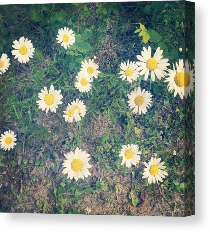 Daisy Canvas Print featuring the photograph Daisy by Amber Abreu