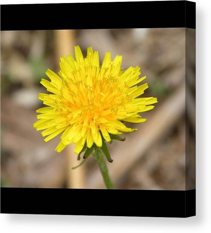  Canvas Print featuring the photograph Dandelion II by Sharon Hart