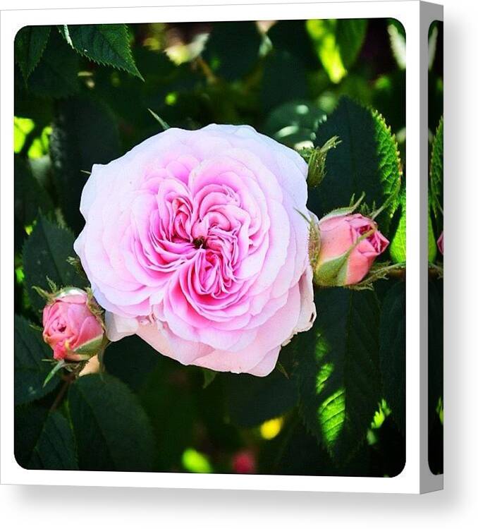 Mobilephotography Canvas Print featuring the photograph David Thompson Rose by Natasha Marco