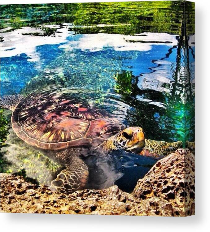 Igershawaii Canvas Print featuring the photograph Day 20 - Favorite Picture I've by Jessica Daubenmire