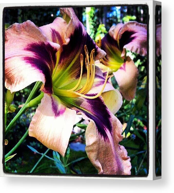 Pink Canvas Print featuring the photograph #daylily #bloom #flower #plant #pink by Carla From Central Va Usa